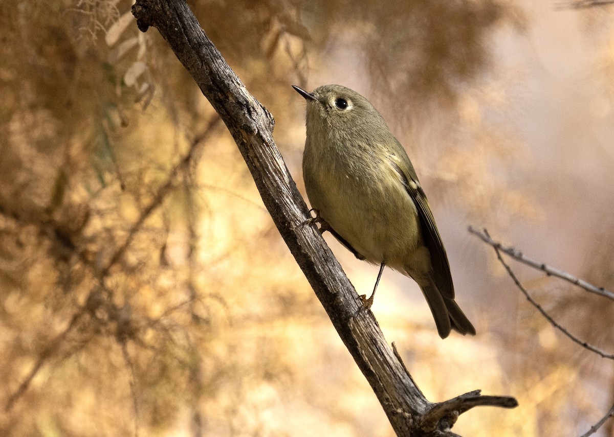 Ruby-crowned Kinglet - ML612653156