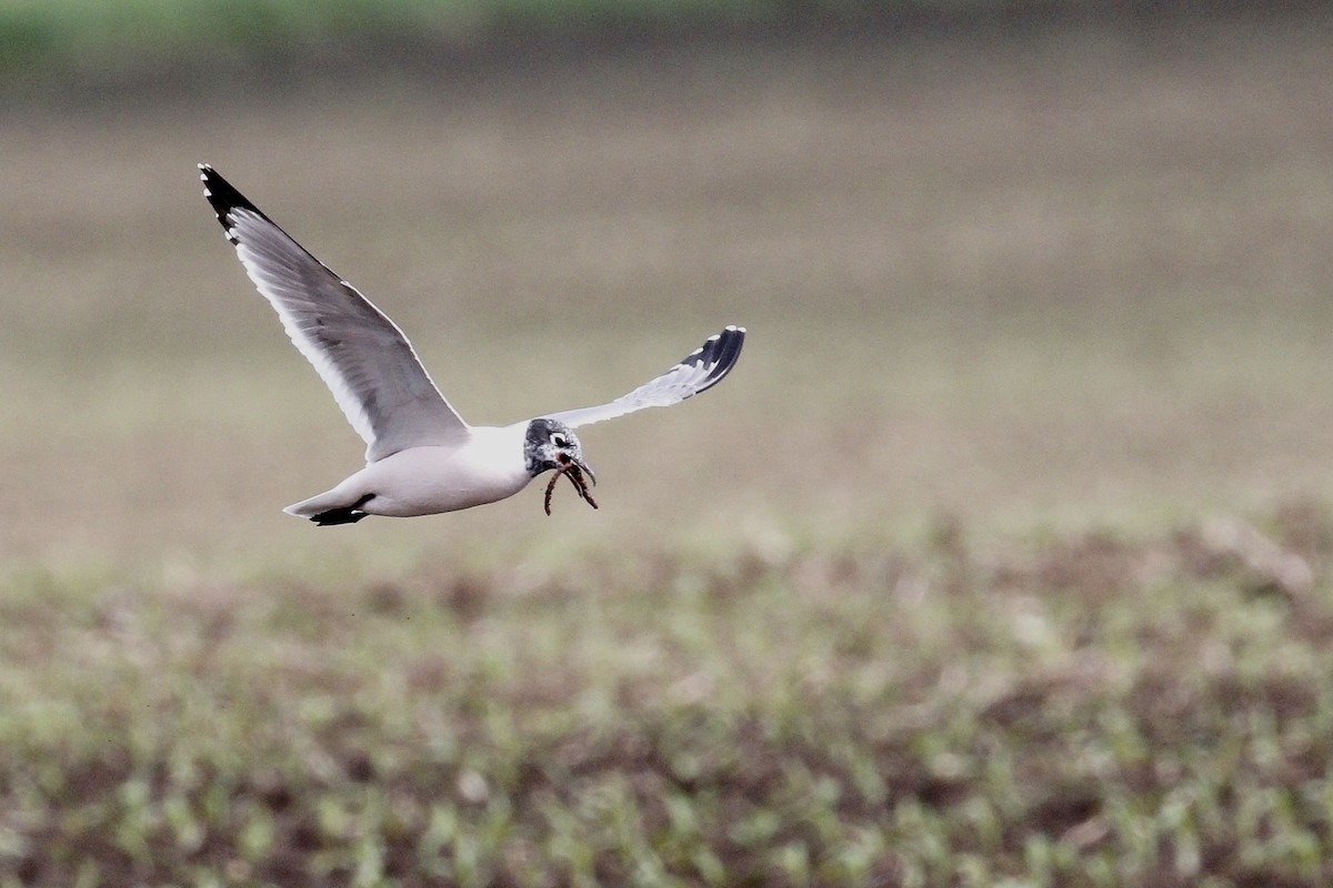 Franklin's Gull - ML612653173