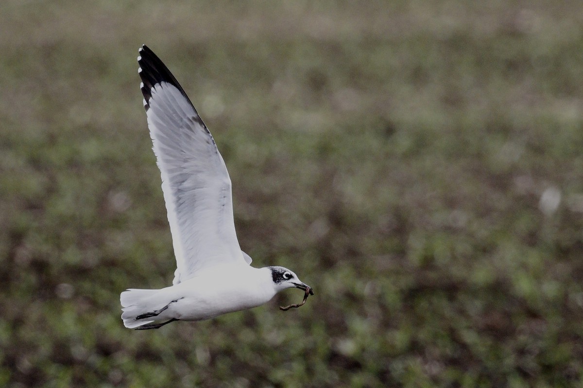 Franklin's Gull - ML612653174