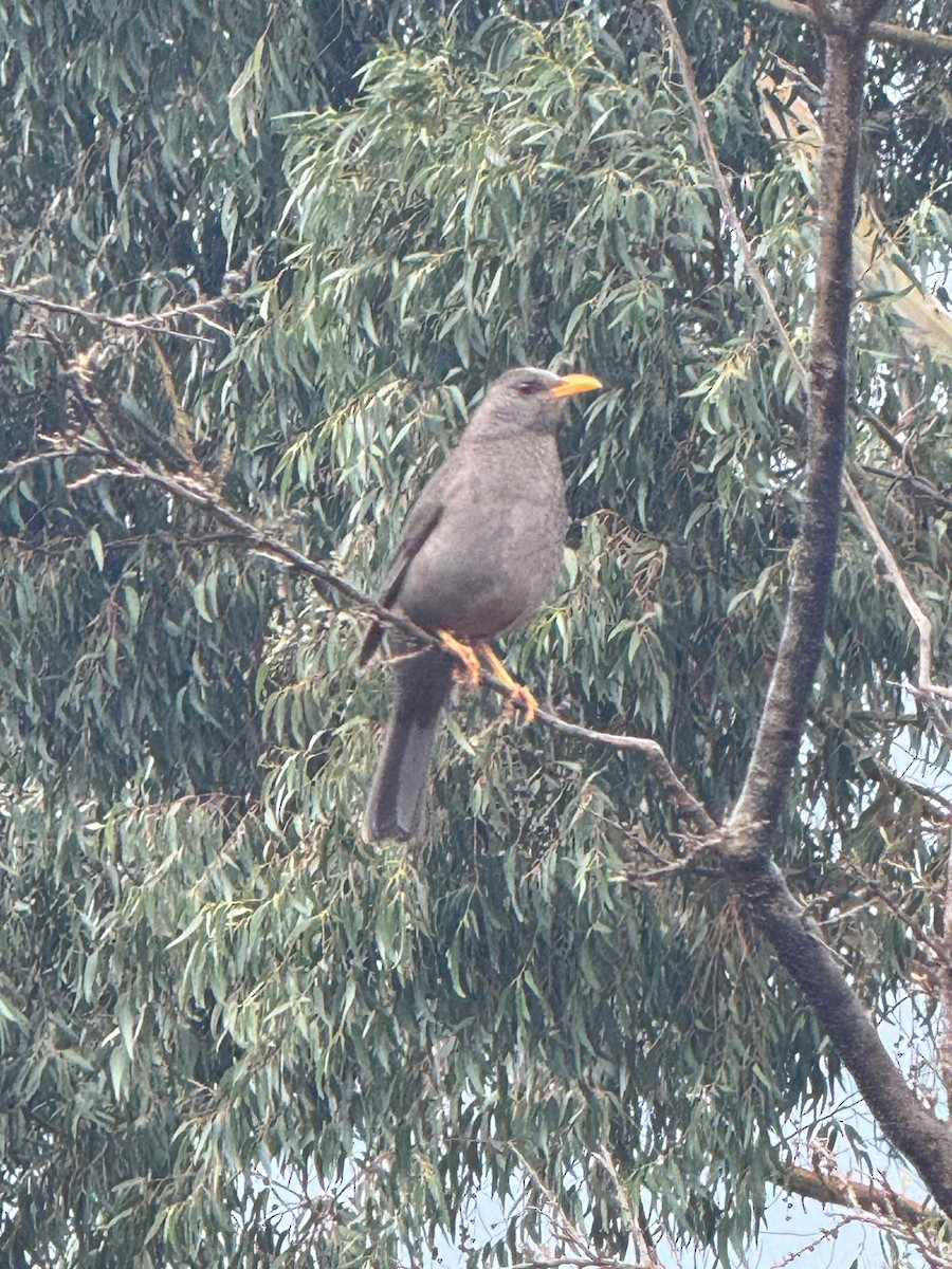 Chiguanco Thrush - ML612653187