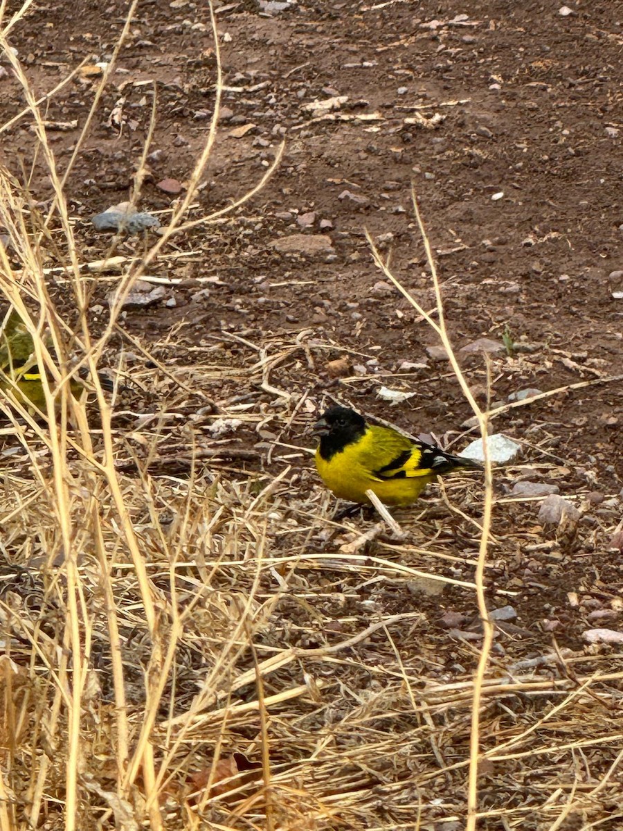 Hooded Siskin - ML612653197