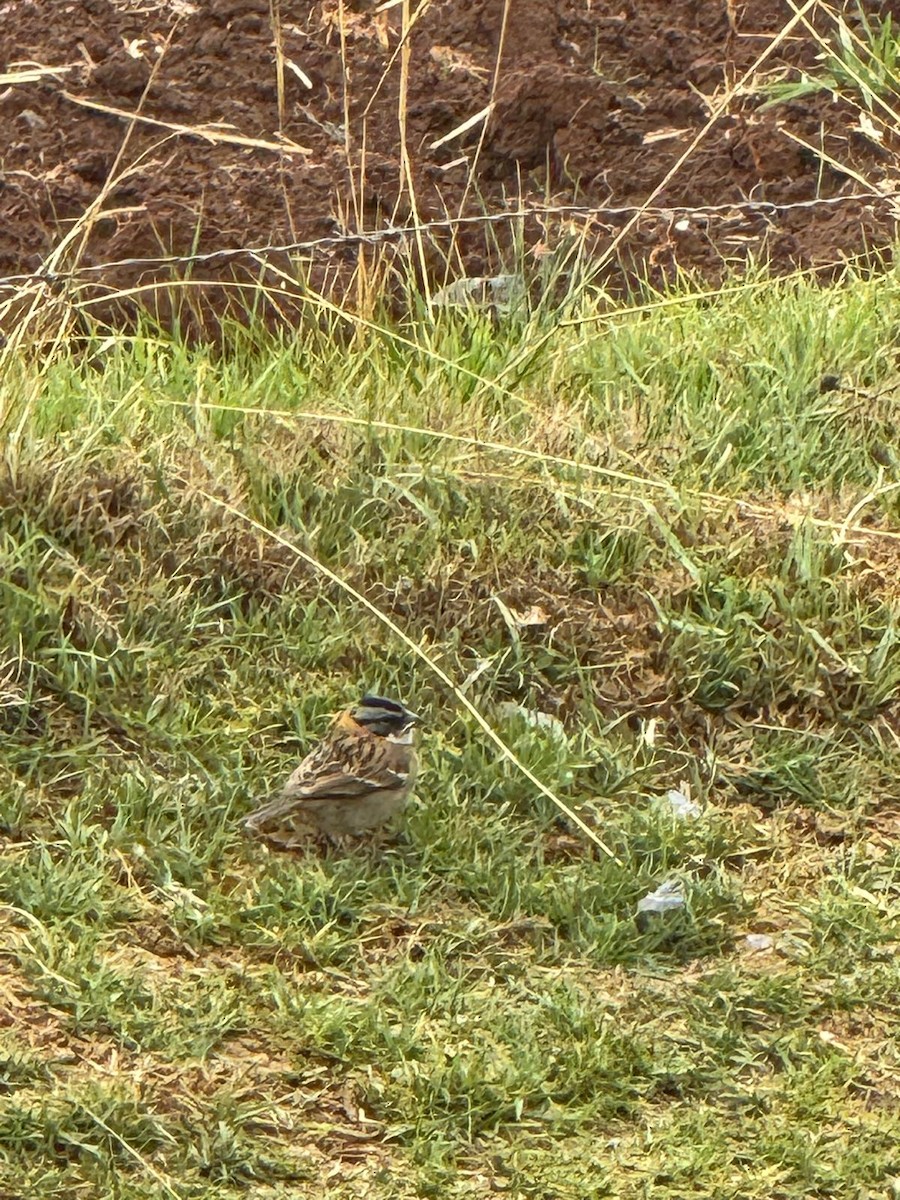 Rufous-collared Sparrow - ML612653205