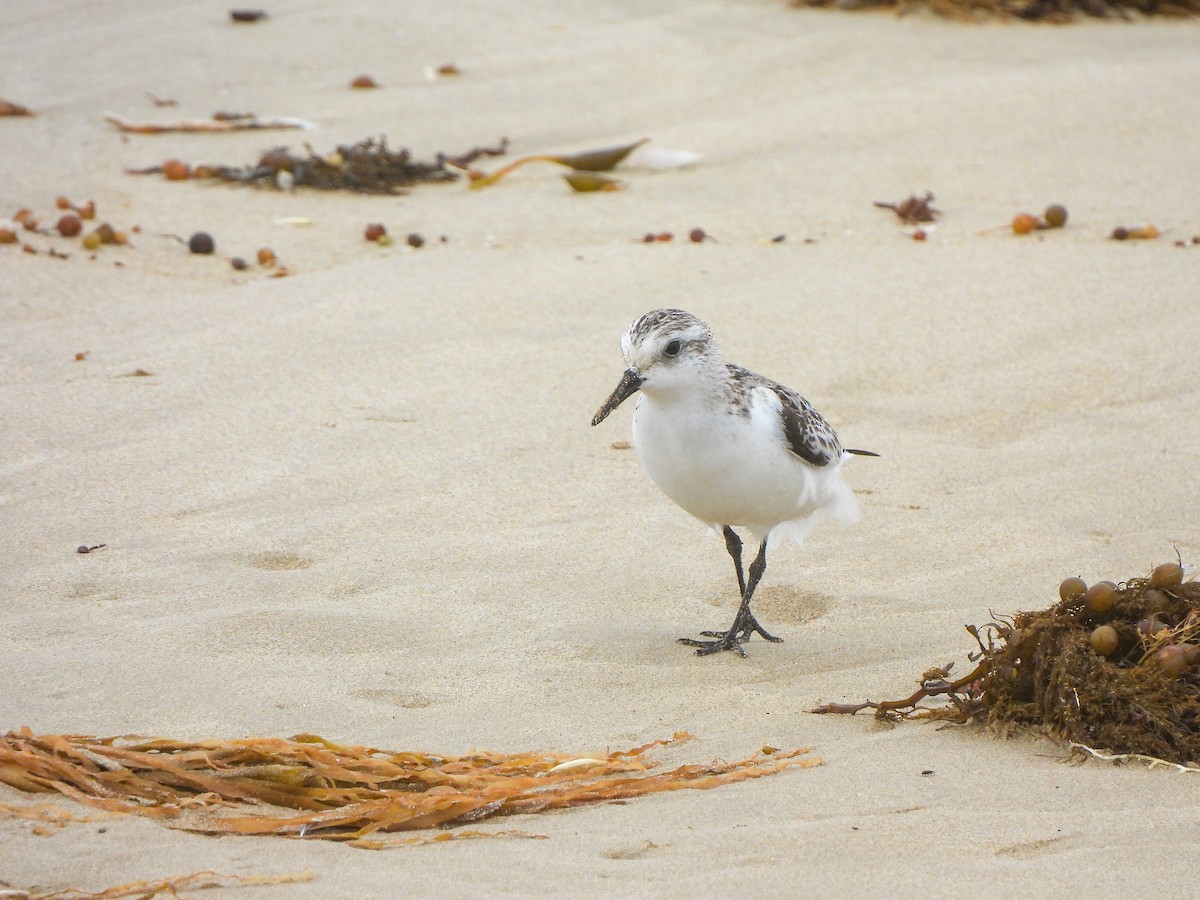 Sanderling - ML612653207