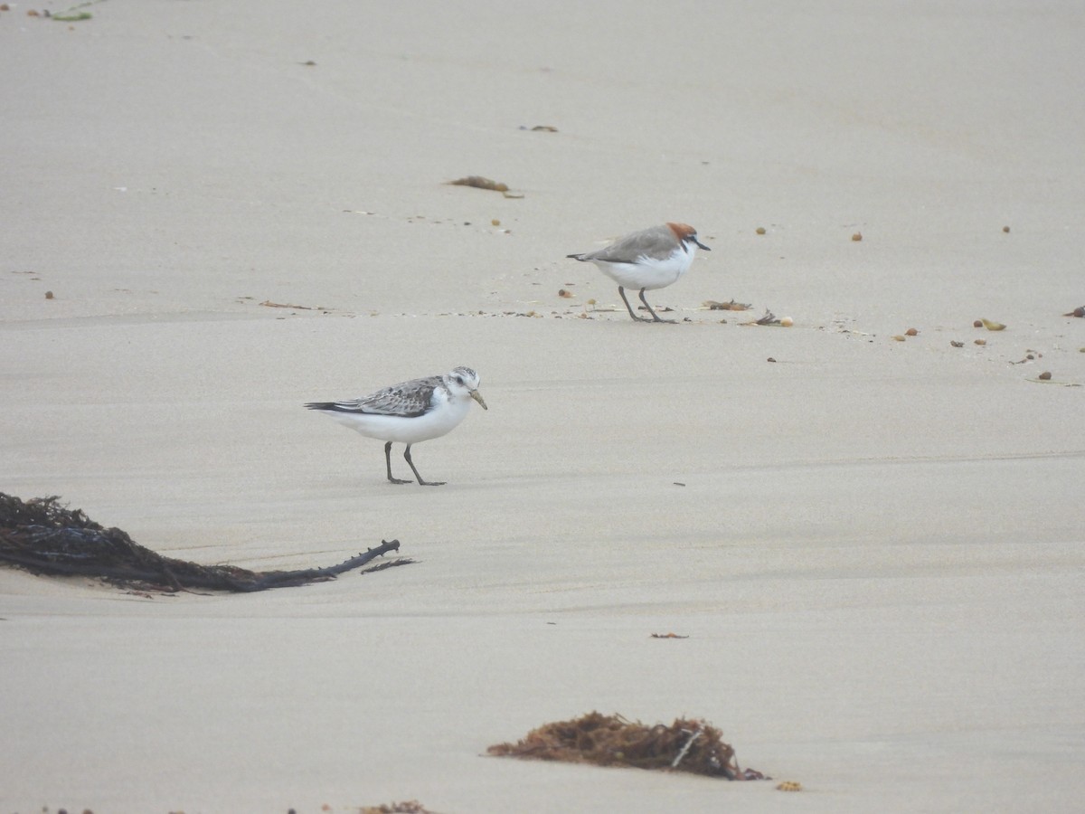 Sanderling - ML612653208