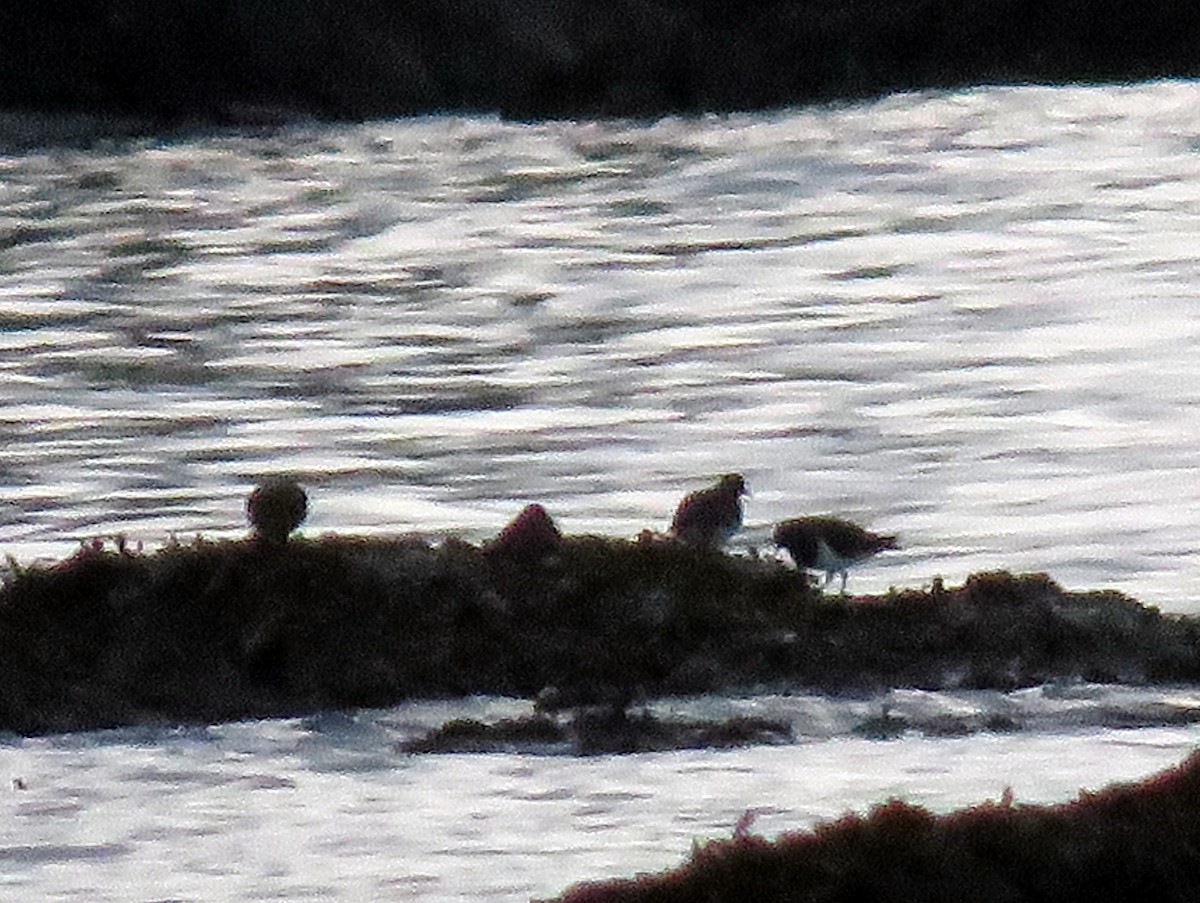 Black Turnstone - ML612653239