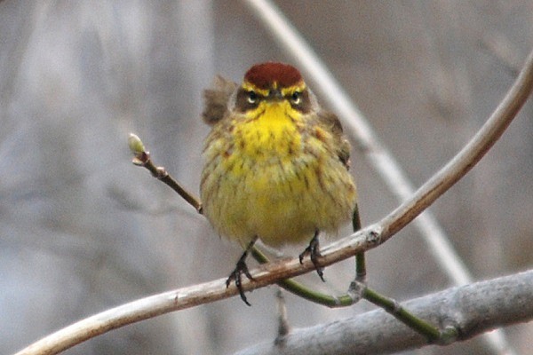 Palm Warbler (Western) - Larry Clarfeld