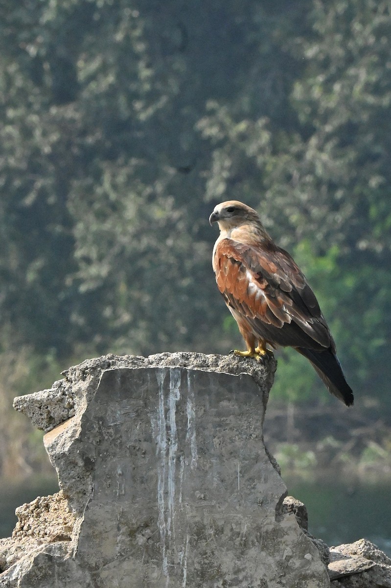 Brahminy Kite - Deepaksingh Thakur