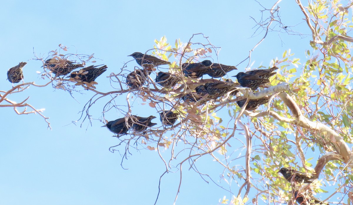 European Starling - ML612653310