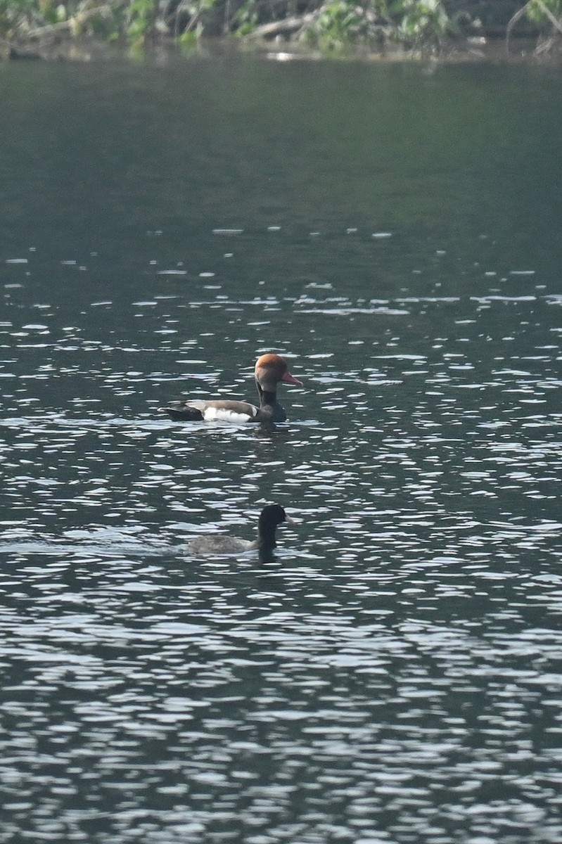 Red-crested Pochard - Deepaksingh Thakur