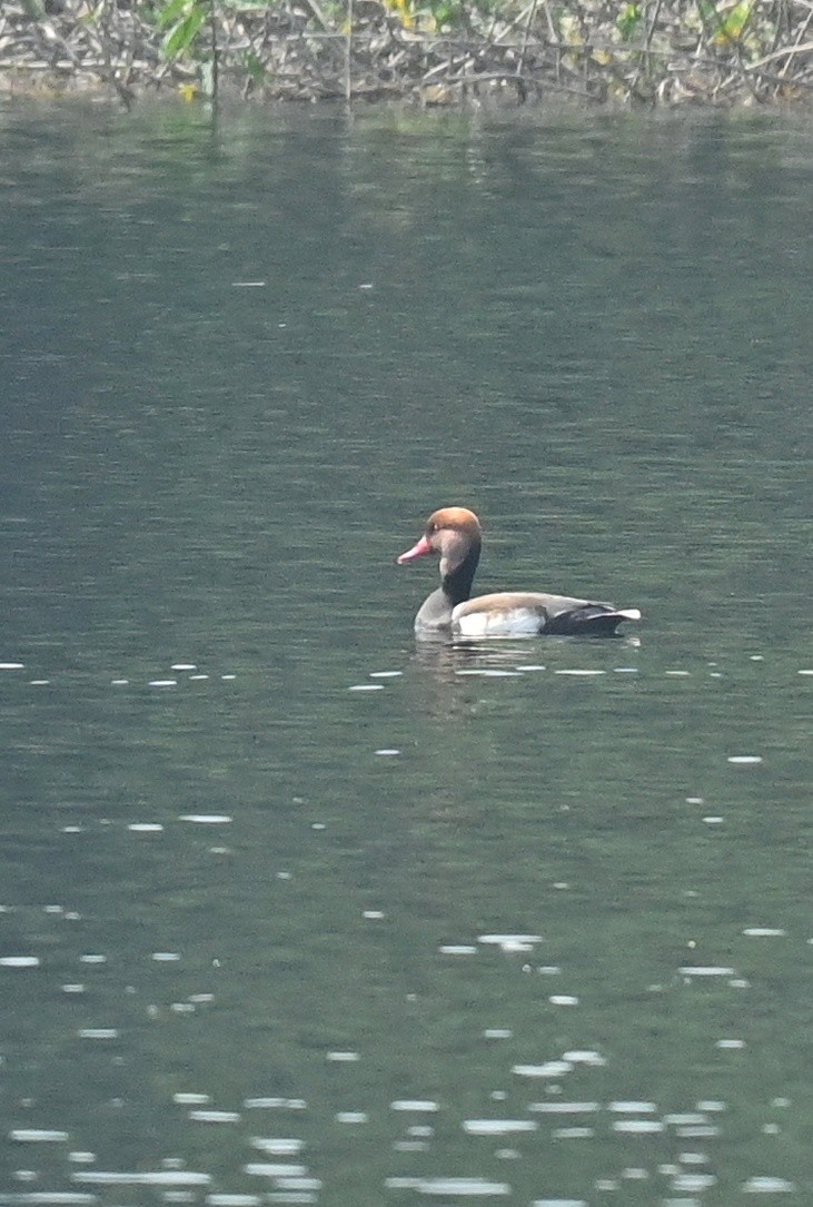 Red-crested Pochard - ML612653315