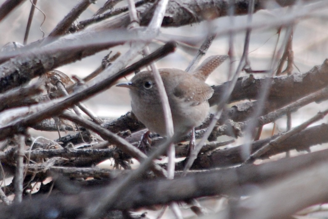 Northern House Wren - ML612653319