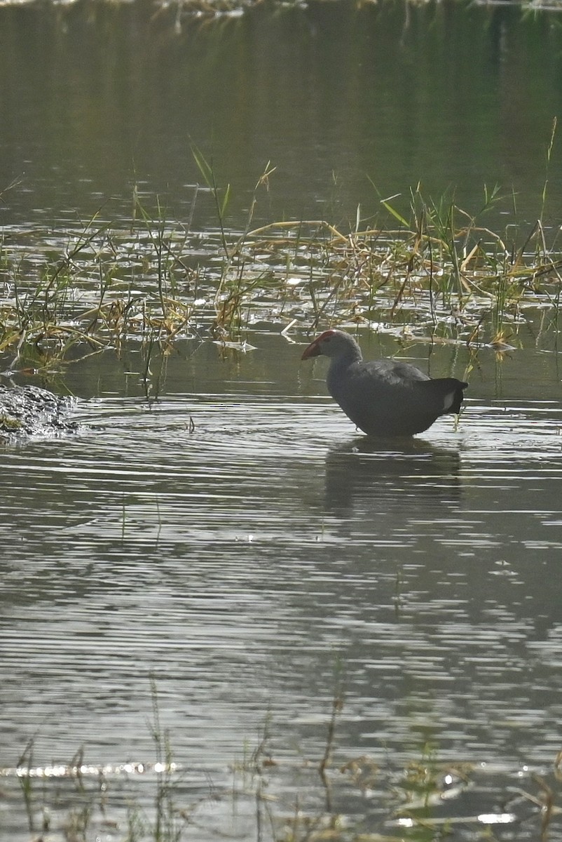 Gray-headed Swamphen - ML612653342