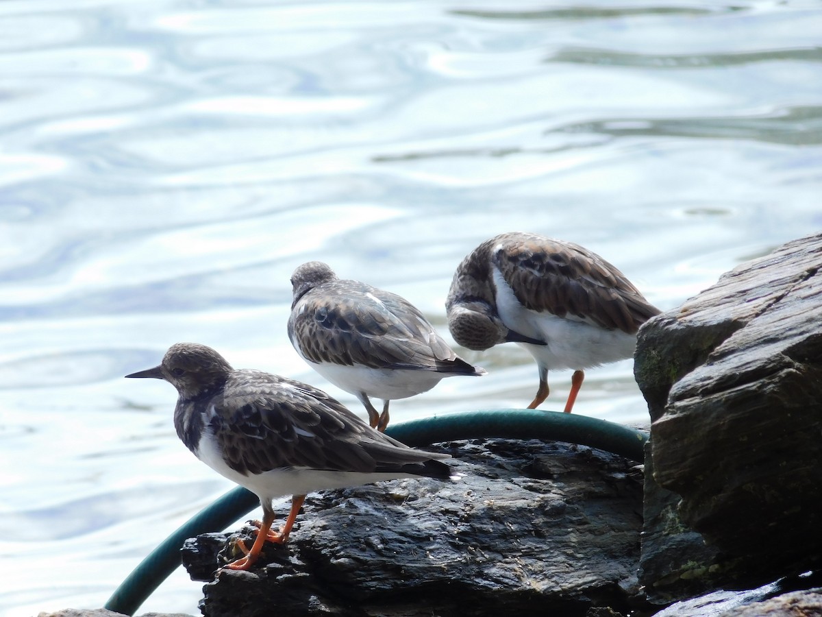 Ruddy Turnstone - ML612653343