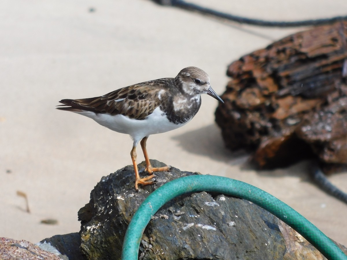 Ruddy Turnstone - ML612653344