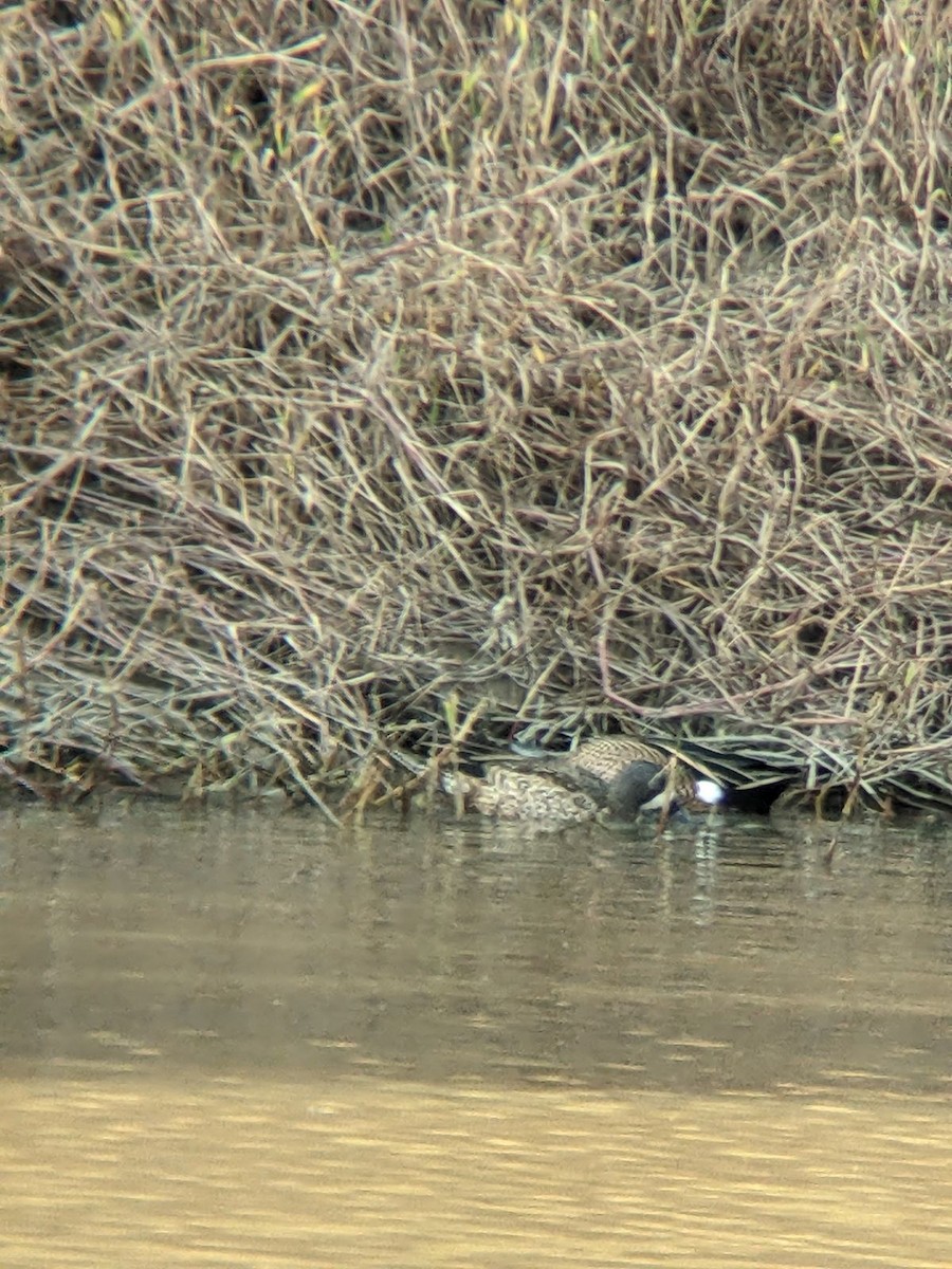 Blue-winged Teal - ML612653361