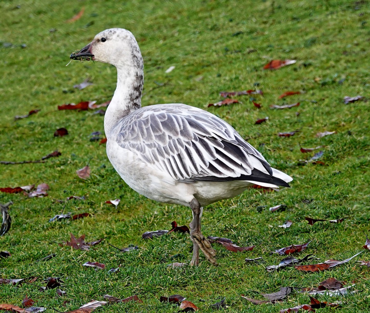 Snow Goose - Hank Heiberg