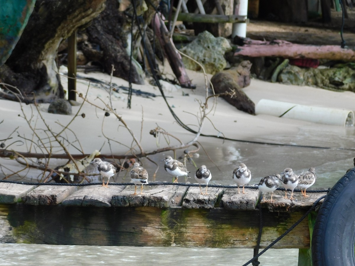 Ruddy Turnstone - Cenaida Moncada