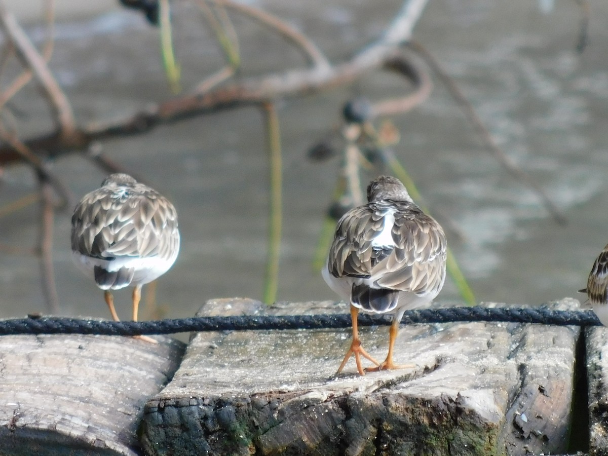 Ruddy Turnstone - ML612653369