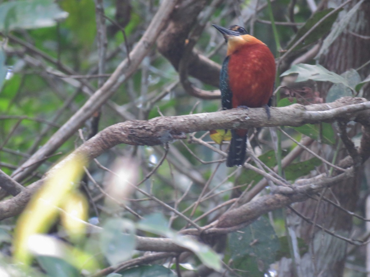 Green-and-rufous Kingfisher - ML612653375