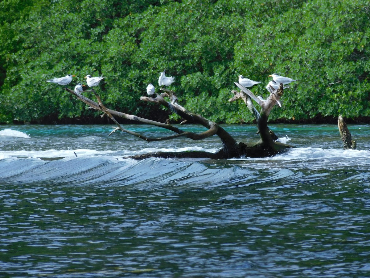 Royal Tern - ML612653390