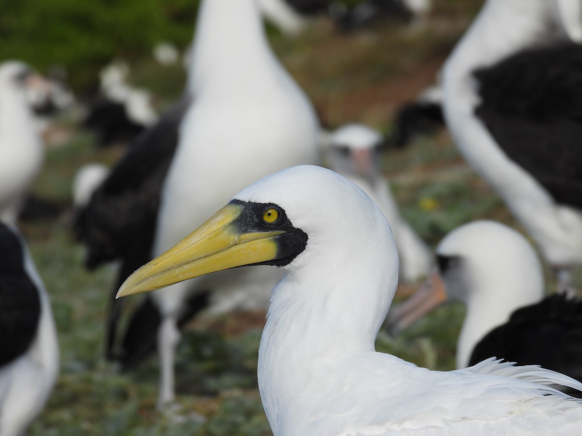 Masked Booby - ML612653549