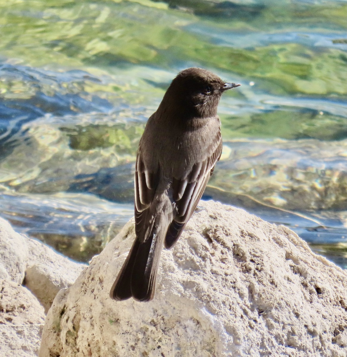 Black Phoebe - ML612653575