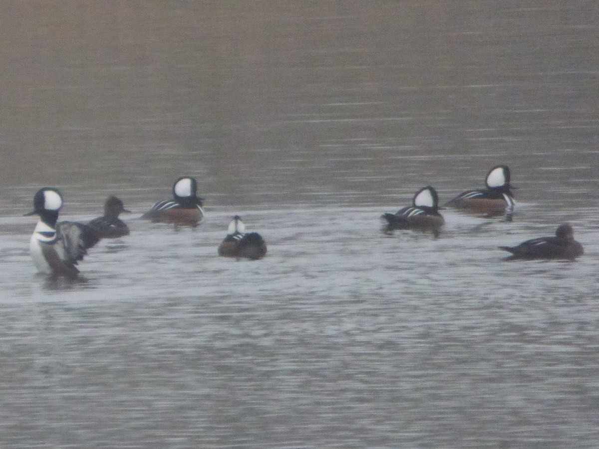 Hooded Merganser - Hazem Alkhan