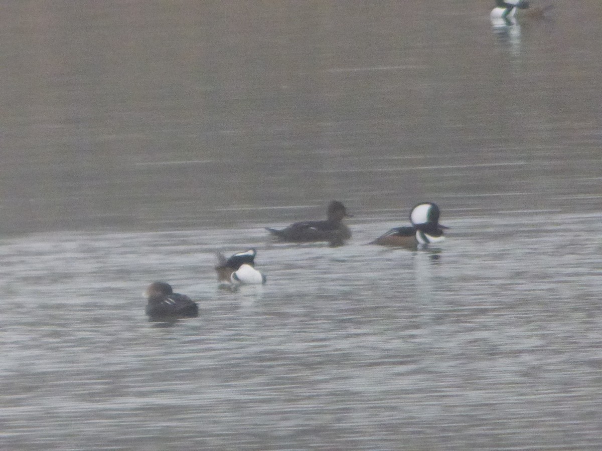 Hooded Merganser - ML612653584