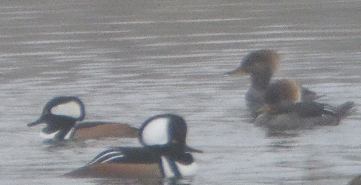 Hooded Merganser - ML612653639