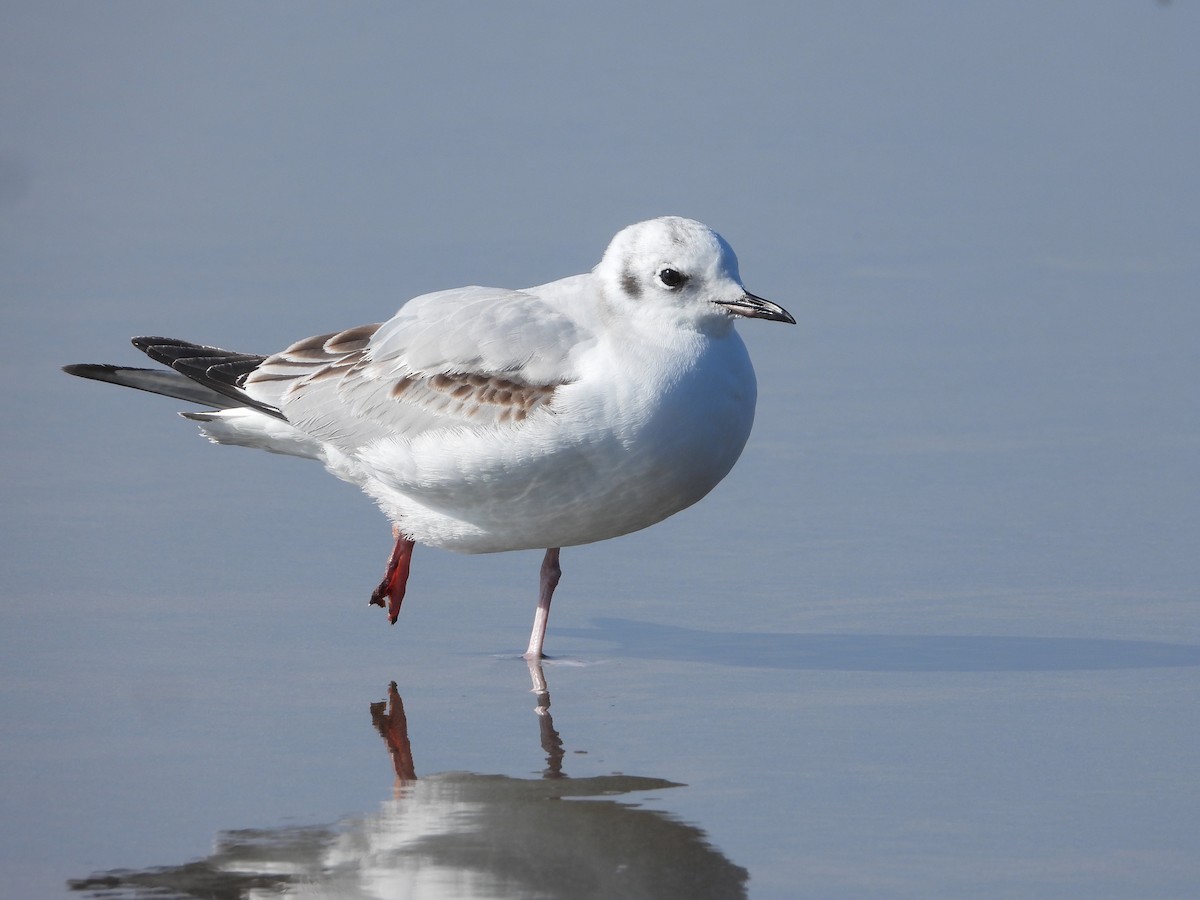 Bonaparte's Gull - Pair of Wing-Nuts