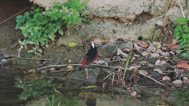 White-capped Redstart - ML612653739