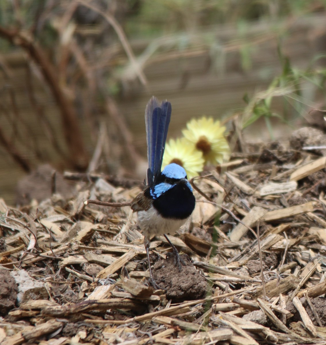 Superb Fairywren - ML612653763