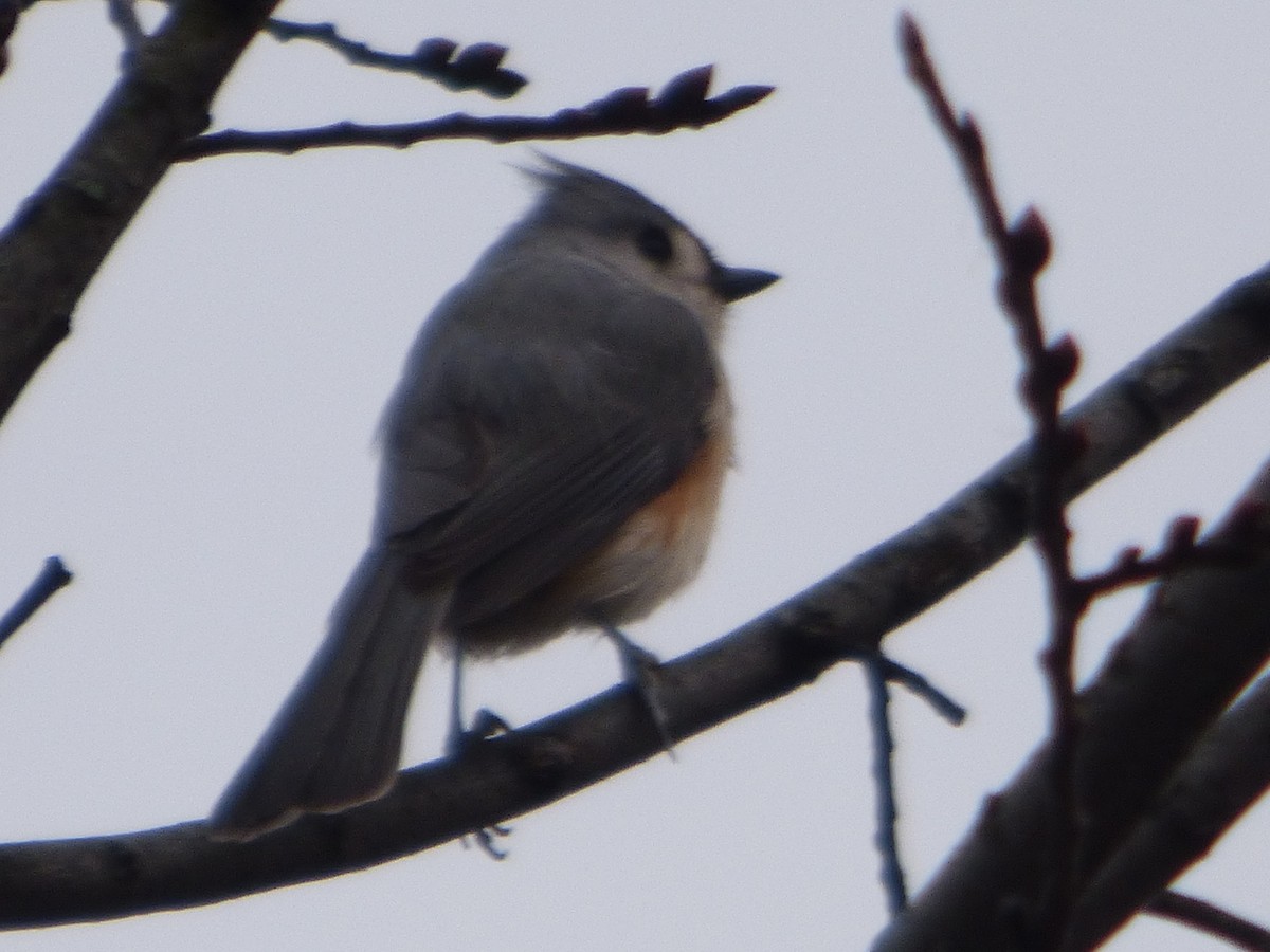 Tufted Titmouse - ML612653783