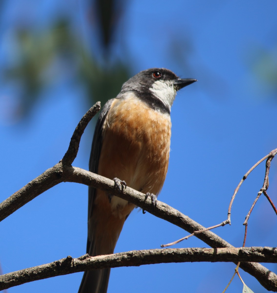 Rufous Whistler - ML612653785