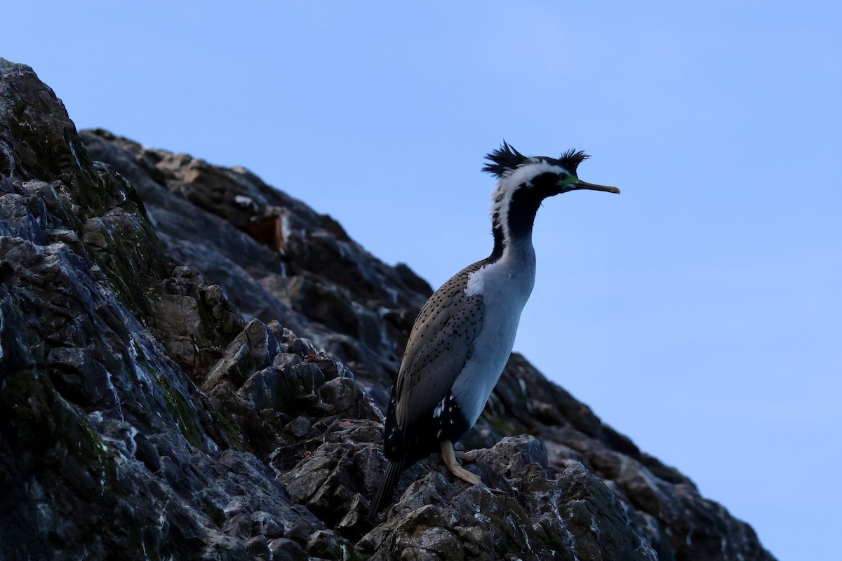 Spotted Shag - ML612653787