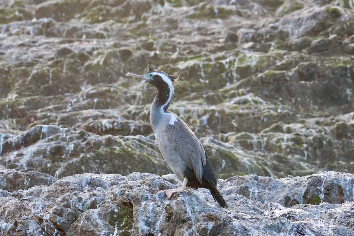 Spotted Shag - ML612653788