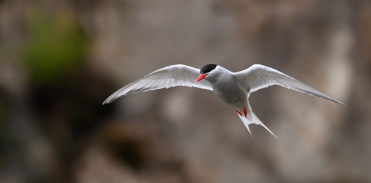 Antarctic Tern - ML612653852