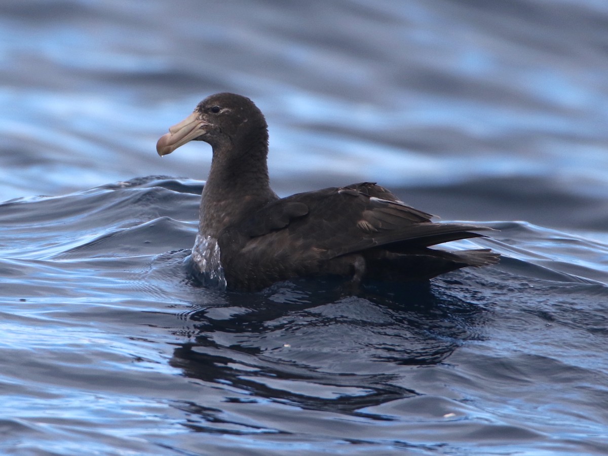 Northern Giant-Petrel - ML612653903