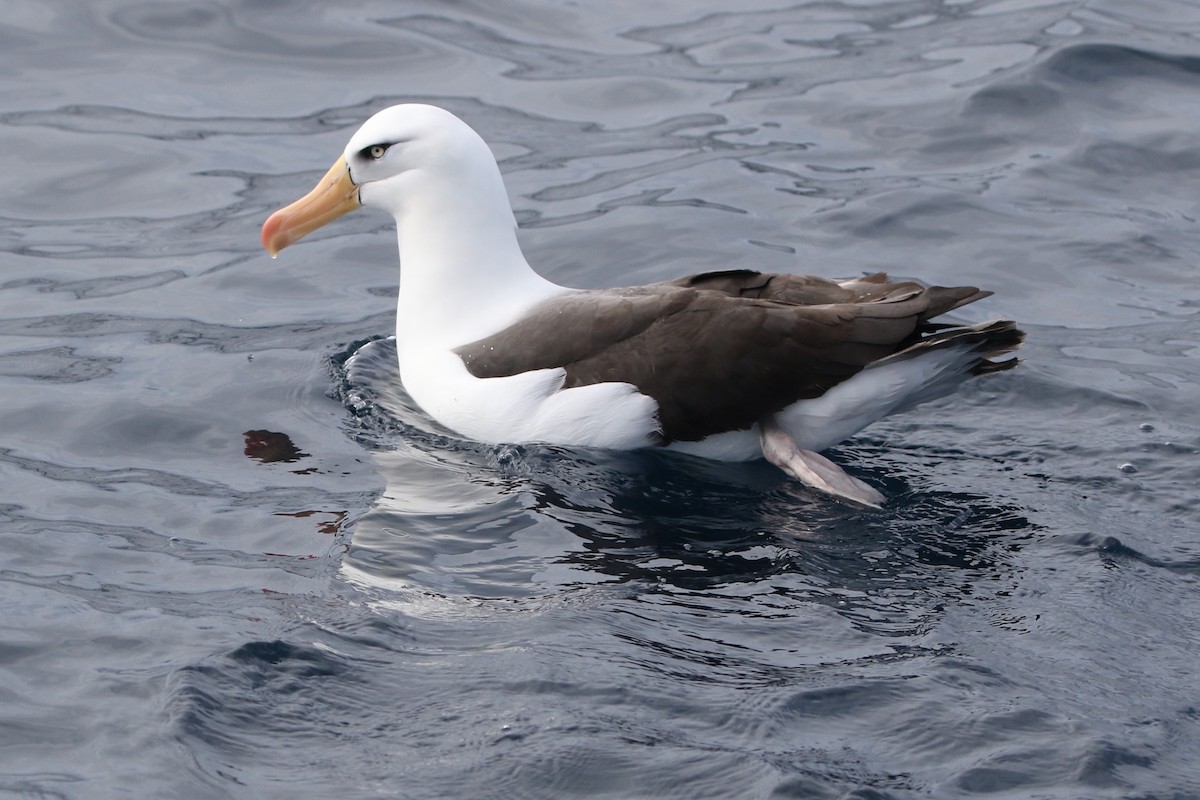 Black-browed Albatross (Campbell) - ML612653913