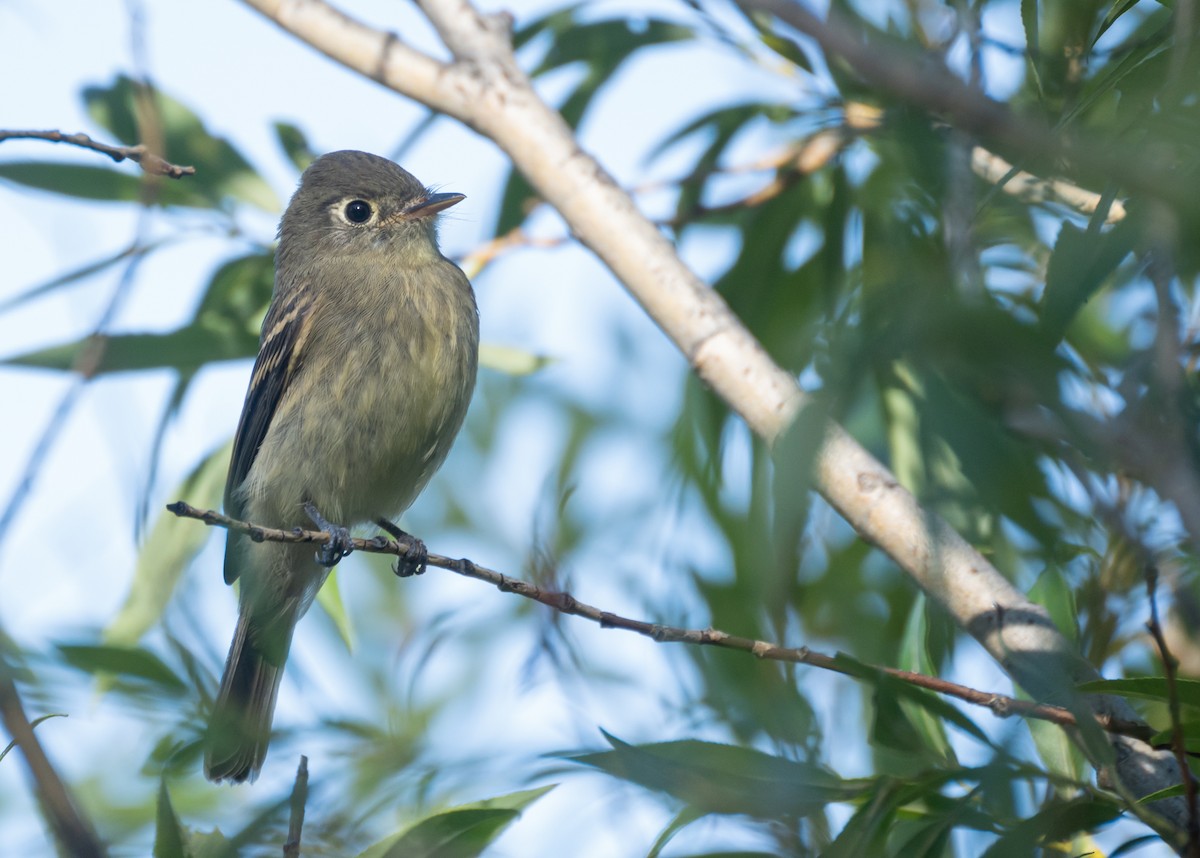 Western Flycatcher (Cordilleran) - ML612653917