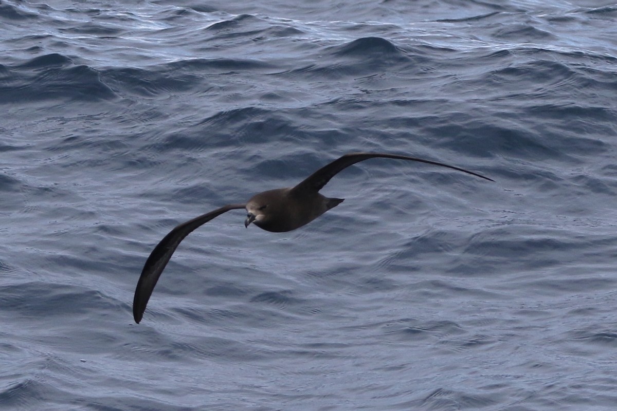 Gray-faced Petrel - ML612653924