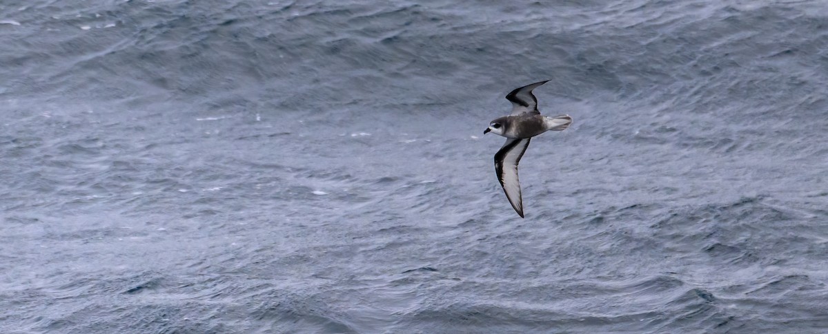 Mottled Petrel - ML612653933