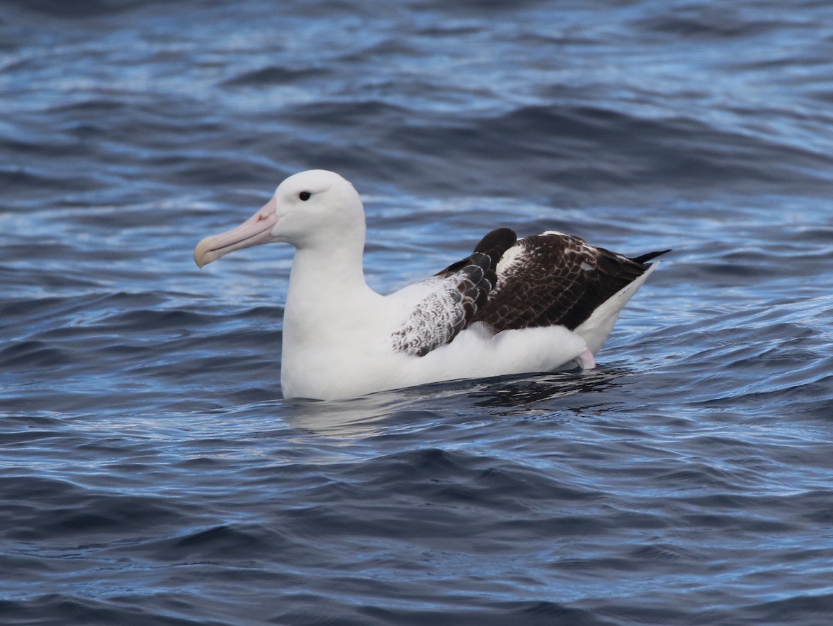 Southern Royal Albatross - ML612653940