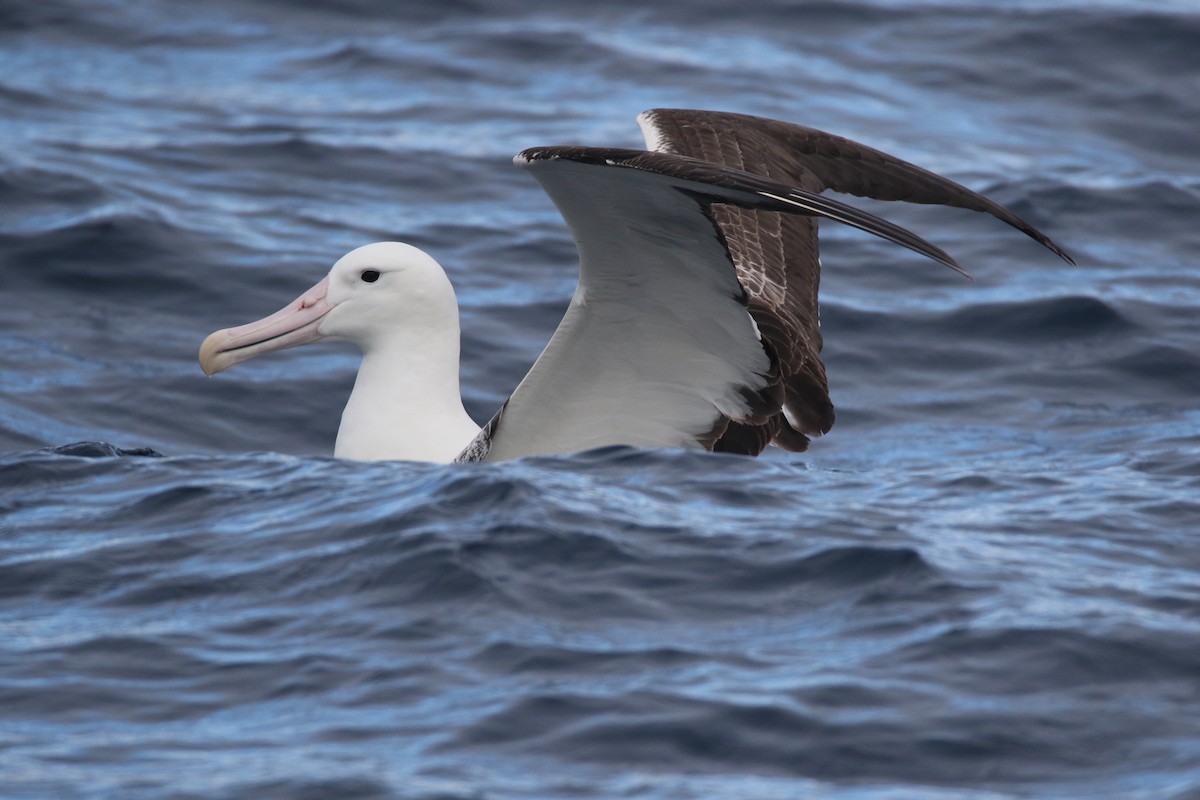 Southern Royal Albatross - ML612653941