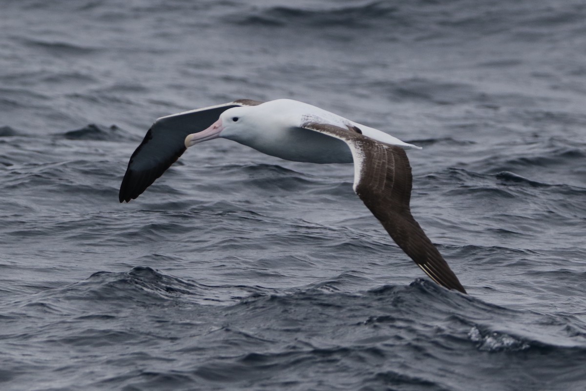 Southern Royal Albatross - ML612653942