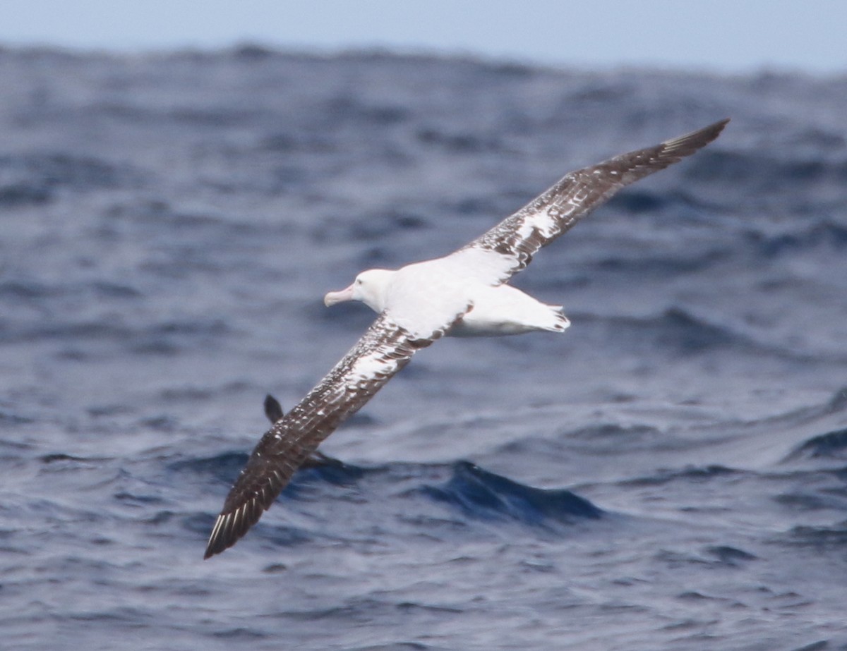 Snowy Albatross - ML612653951