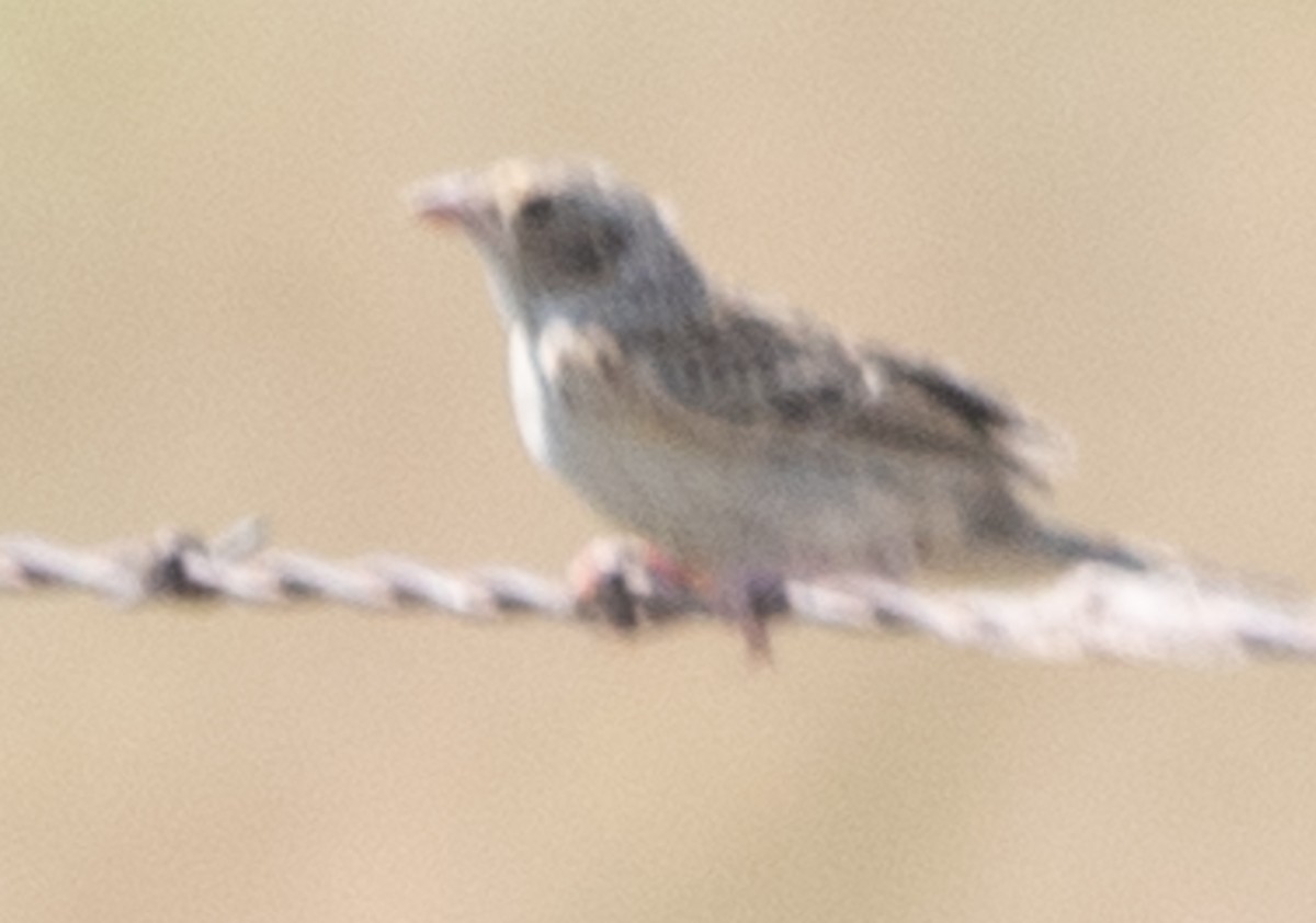 new world sparrow sp. - Kai Frueh