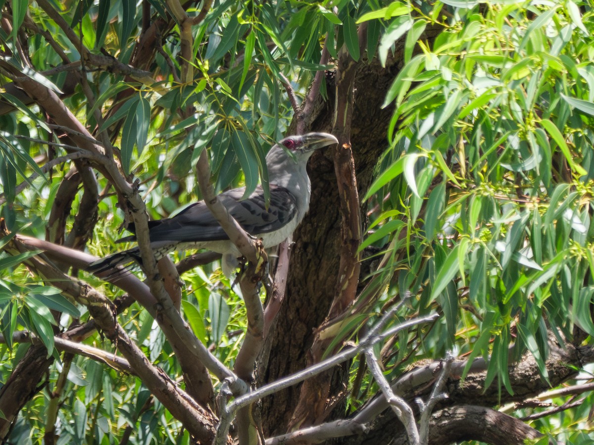 fikengjøk - ML612653963