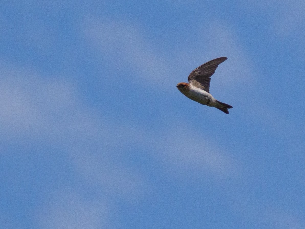 alvesvale - ML612653967