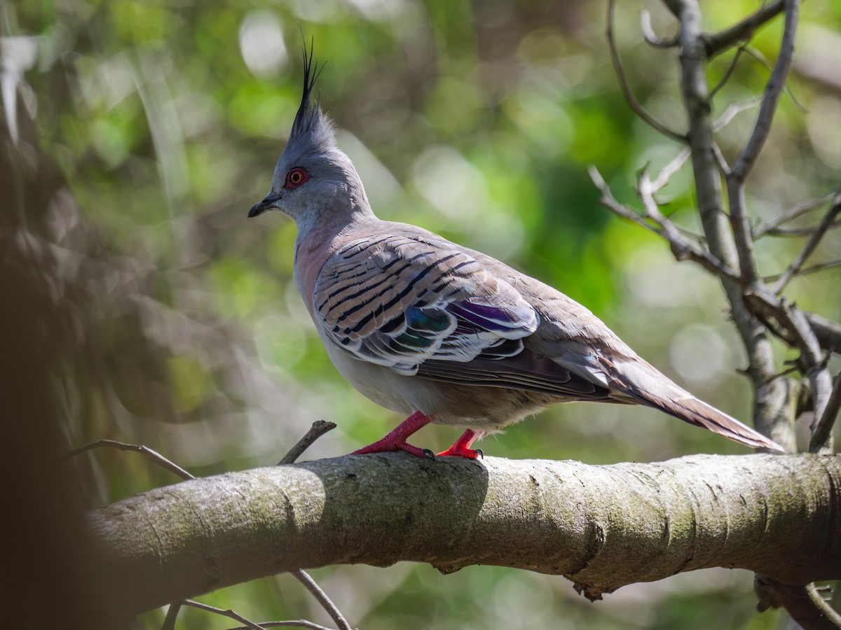 Crested Pigeon - ML612653985